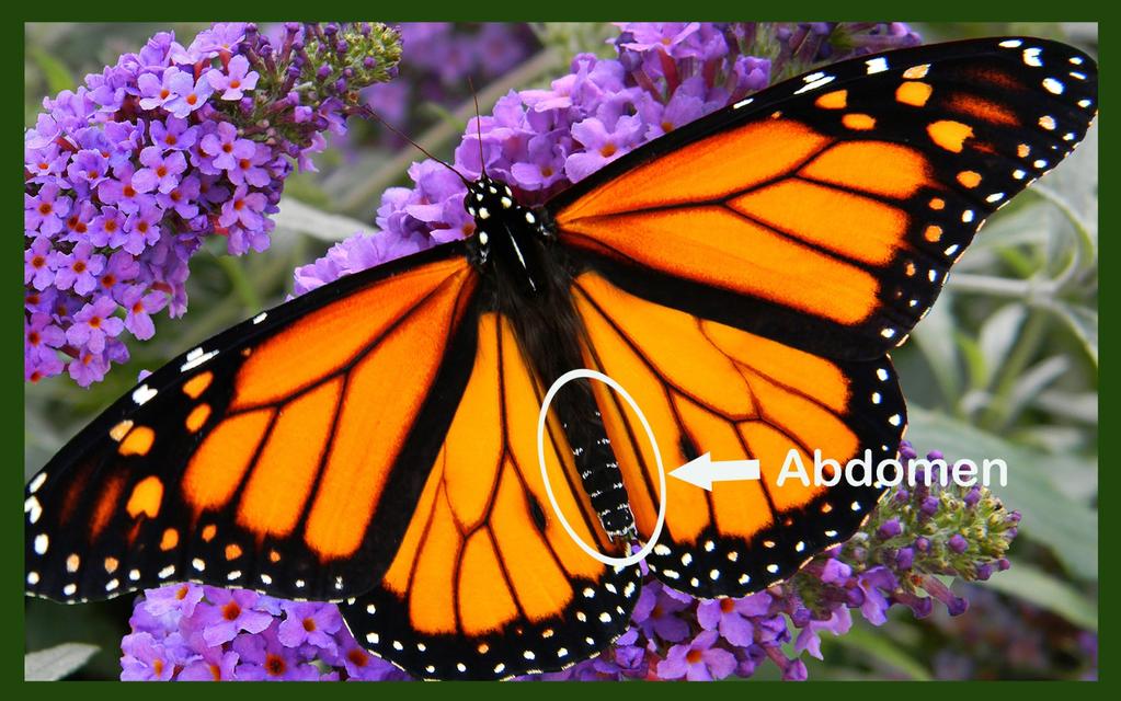 Once a Monarch butterfly is infected with OE, it will be a carrier for OE until its death, now having OE spores scattered among the scales that cover its body.