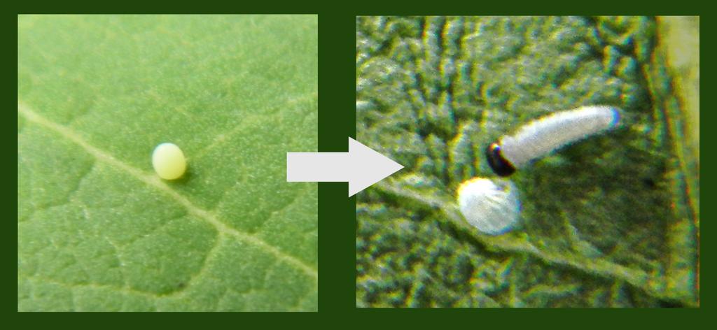 If OE spores are on the shell of a Monarch egg, they will likely be consumed soon after the tiny caterpillar hatches.