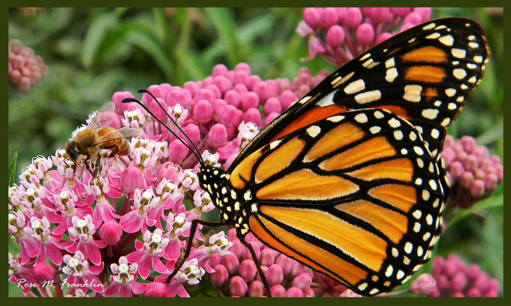 Some of the wild Monarchs have probably been infected with OE for thousands of years.