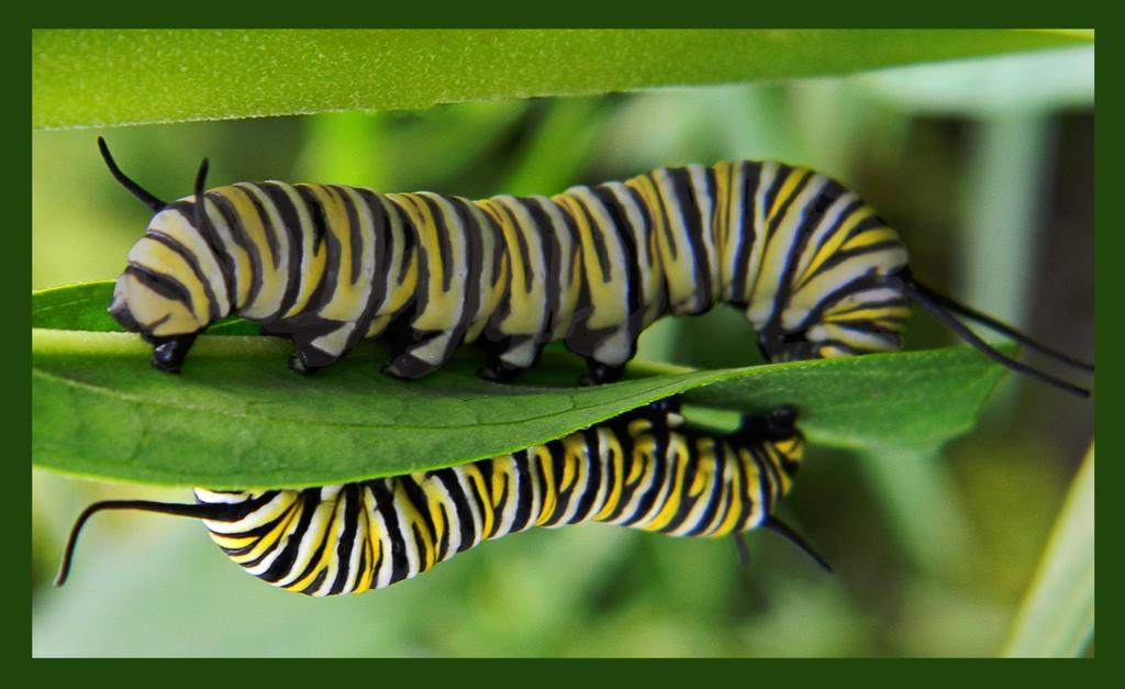 The white stripes on this caterpillar look cloudy. It might be infected with OE. Sometimes, though rarely, signs and symptoms of OE are present in Monarch caterpillars.