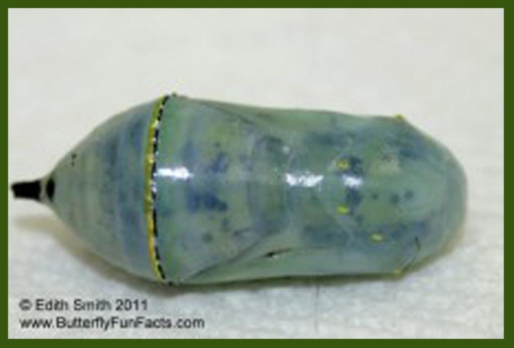 Look for the asymmetrical dark splotches that sometimes appear through the chrysalis a