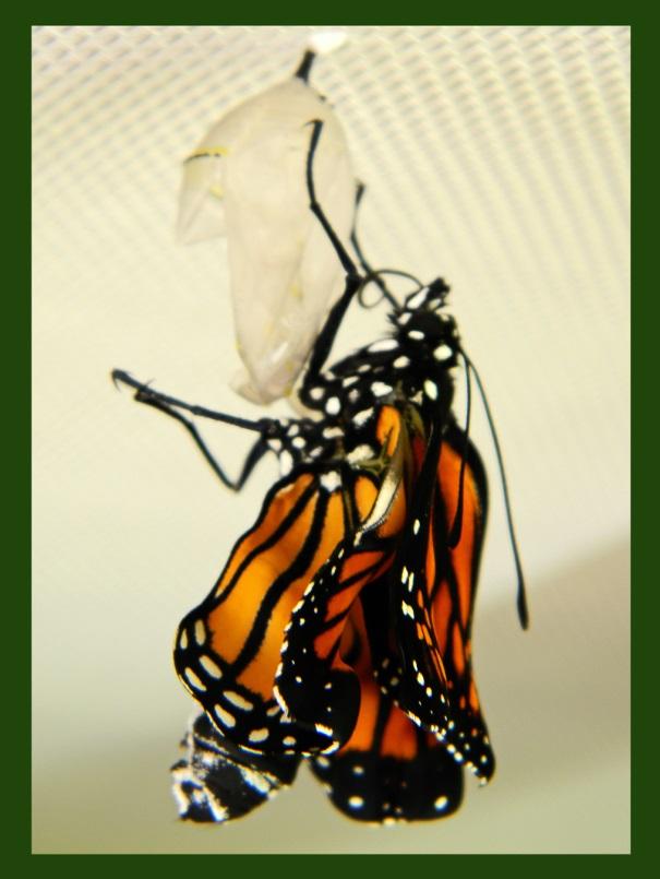 wings expand and dry. Sometimes the newly-emerged Monarch will be missing the pronounced white striping on its abdomen, or there may be green spots on the abdomen.