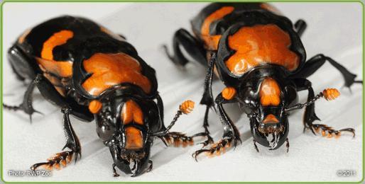 They have a distinctive bright orange-red and black body; the males have a rectangular orange patch on their head while the females have a triangular one.