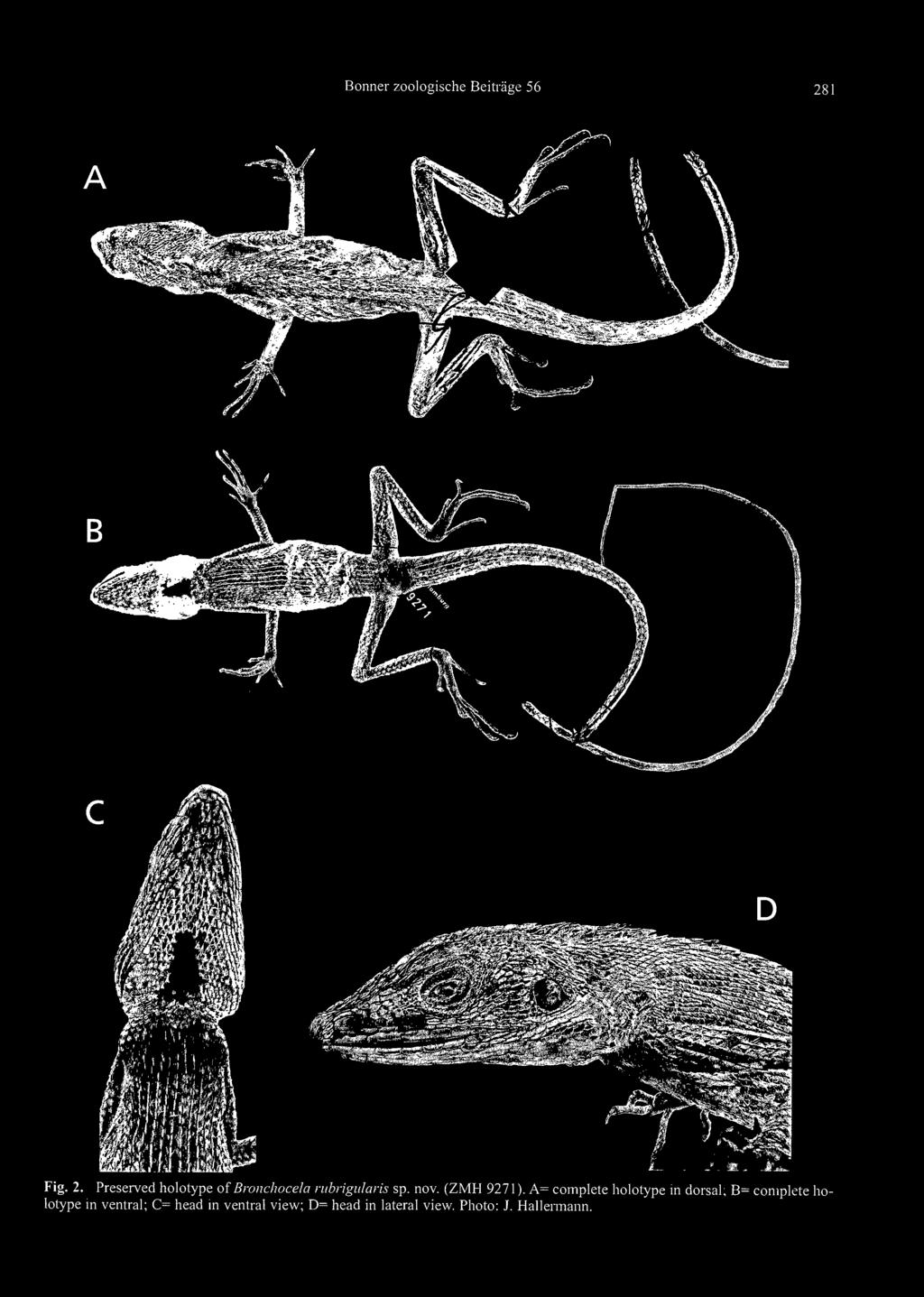 A= complete holotype in dorsal; B=
