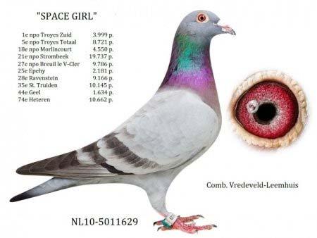 14 of 15 Harm Vredeveld: We always look for pigeons that excel on the longer distances".