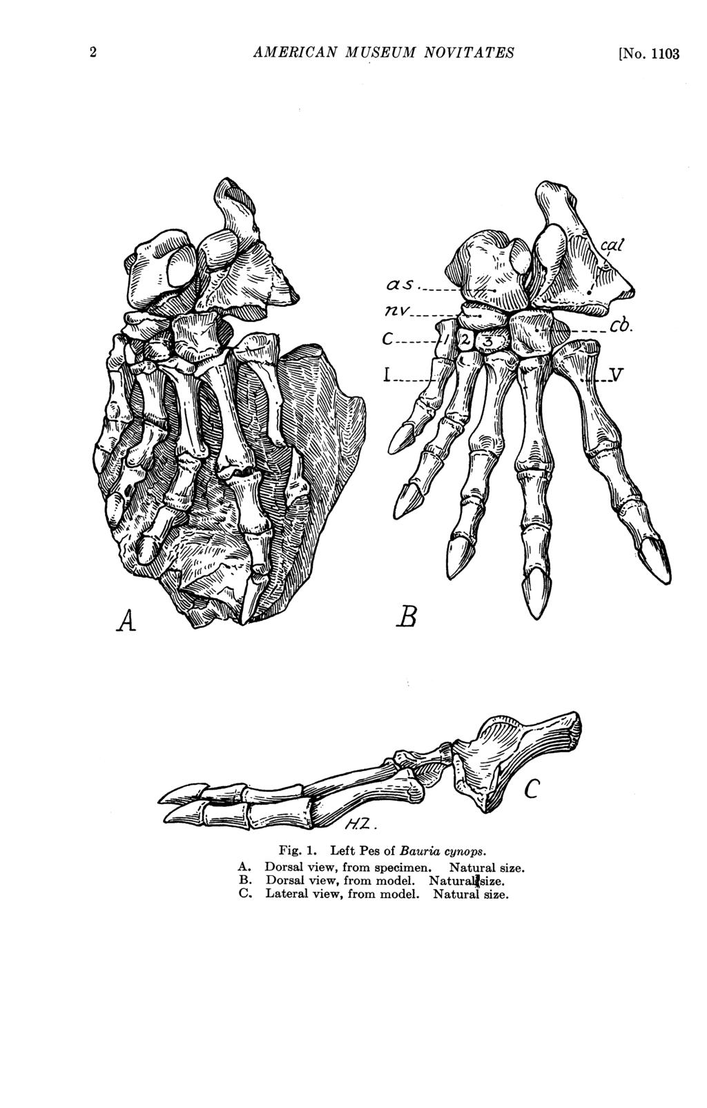 2 AMERICAN MUSEUM NOVITATES [No. 1103 C9 7. Fig. 1. Left Pes of Bauria cynops. A. Dorsal view, from specimen.