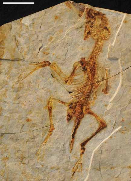 O Connor & Sullivan: Reinterpretation of the Early Cretaceous maniraptoran (Dinosauria: 1 期 Theropoda) Zhongornis haoae as a scansoriopterygid-like non-avian, and morphological resemblances between