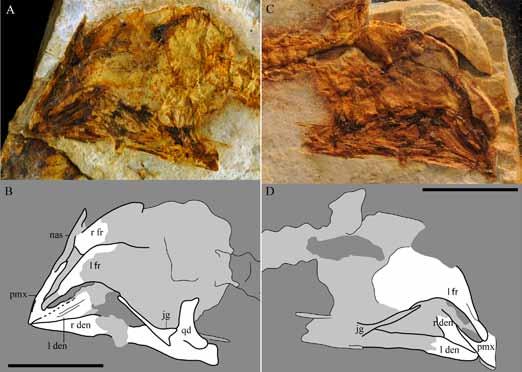 O Connor & Sullivan: Reinterpretation of the Early Cretaceous maniraptoran (Dinosauria: 1 期 Theropoda) Zhongornis haoae as a scansoriopterygid-like non-avian, and morphological resemblances between