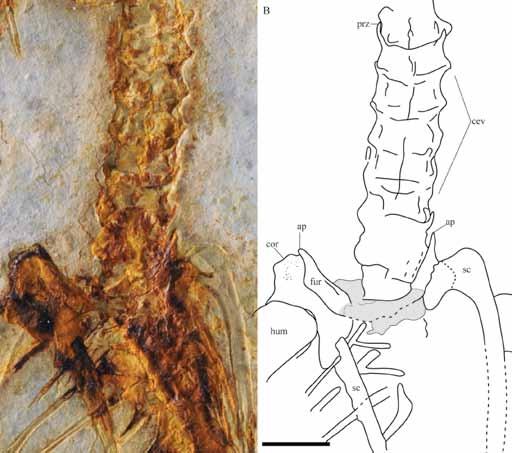 10 古脊椎动物学报 52 卷 vertebrae, although only 11 thoracic ribs are preserved on the left side.
