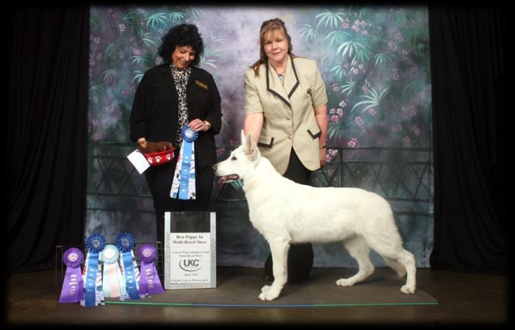 Foxhunt White Shepherds Breeder: Keslie Joyce / Starr Shepherds "Mia" My Service Dog BPIMBS, BPIS,