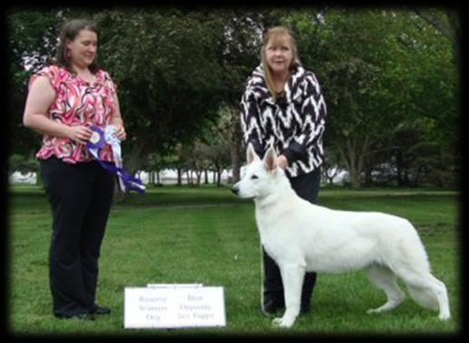 shows at only 6 mos and 4 days old! Kayla also received her CGC 2 days later!