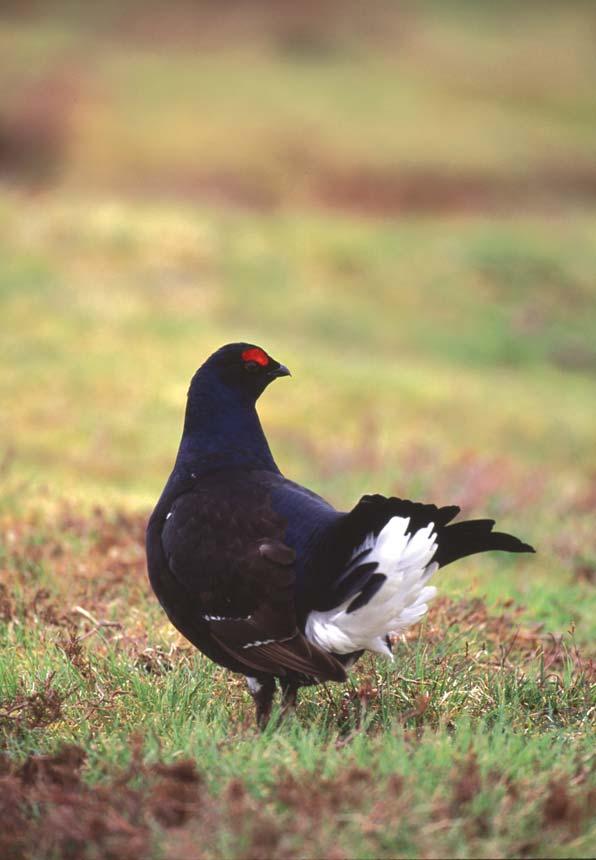 Conserving the black grouse A practical guide produced by The Game Conservancy Trust for