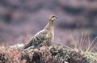 Other foods are herbs such as buttercup, sorrel and marigold found in unimproved pastures and hay meadows. Summer In the summer, black grouse go for flowers, fruits and seeds, rather than leaves.