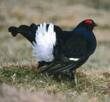 The decline of black grouse Black grouse habitat and distribution The last estimate of black grouse numbers in Britain was 6,500 displaying males in 1996, with the population centred on a few key