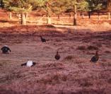 Keys to recovery - restoring the landscape Number of hens 10 8 6 4 2 0 Greyhen dispersal 2 4 6 8 10 12 14 16 18 Kilometres Heather moorland forms the central ribbon of habitat along which the
