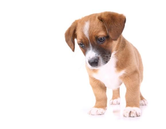 Perfect Puppy Socialization Checklist Congratulations on your puppy and new addition to your family!