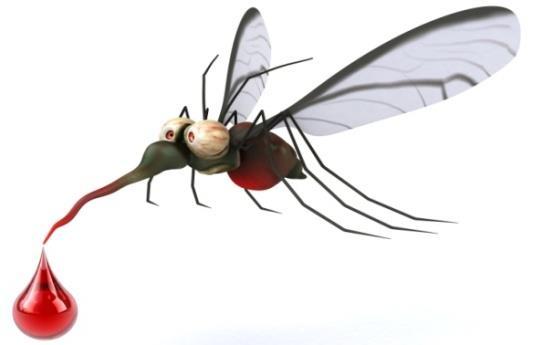 MOSQUITO is the most serious CHALLENGE that the HUMANKIND FACES, as HUMANS are BITTEN,
