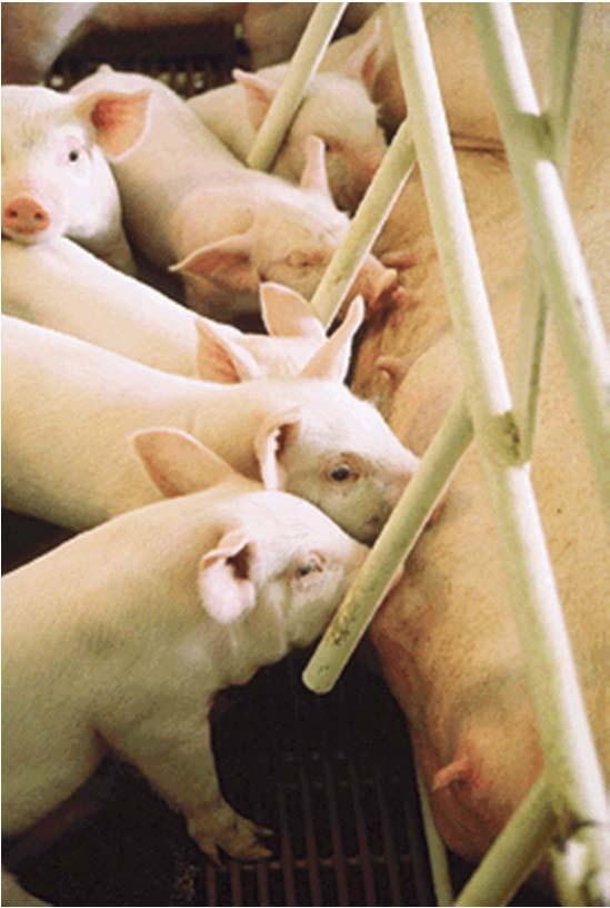 pork industry s approved animal well-being standards