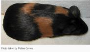 TORTOISESHELL - GUIDE STANDARD Head, Eyes & Ears Body Shape Markings Colour Coat Head to be short and broad, with a gently curving profile. Muzzle to be of good width and rounded at the nostrils.