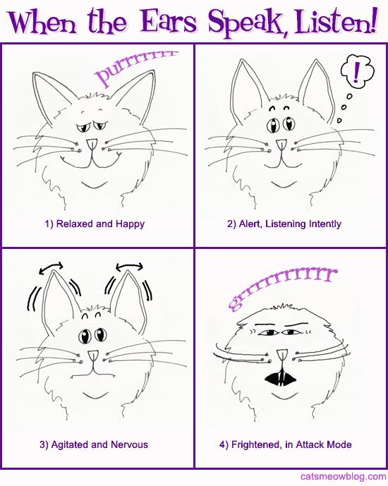 P a g e 24 Body Language The Relaxed Cat - Normally, a relaxed cat's ears will point slightly to the side and slightly forward as shown in Figure 1 (below).