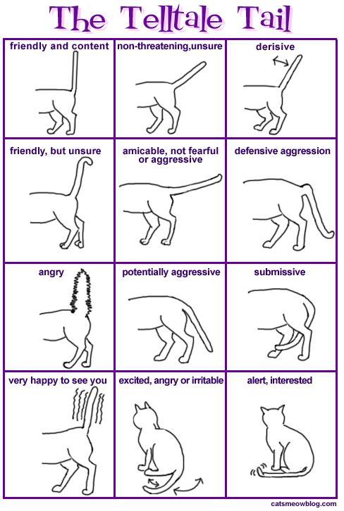 The Alert and Interested Cat - When your cat is alert and something has captured her interest, her ears will assume a straight-up orientation, and a forward posture as in Figure 2 (see chart).
