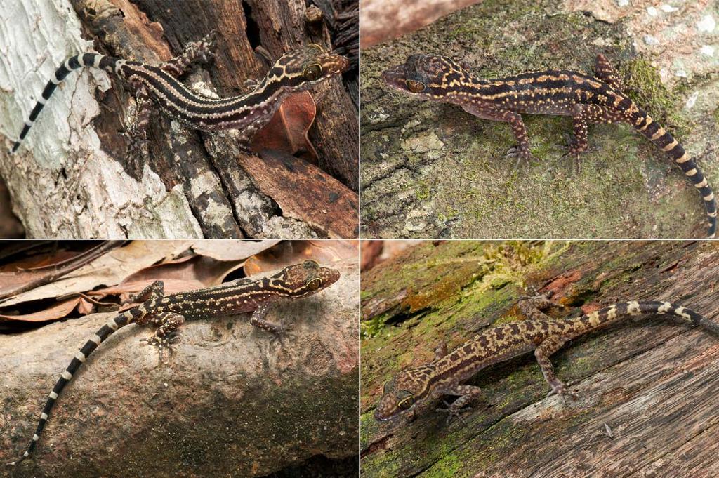 FIGURE 4. Upper left: subadult male Cyrtodactylus tebuensis sp. nov. (paratype ZRC 2.6998). Upper right: adult female C. tebuensis sp. nov. (paratype LSUHC 10903). Lower left: subadult male C.