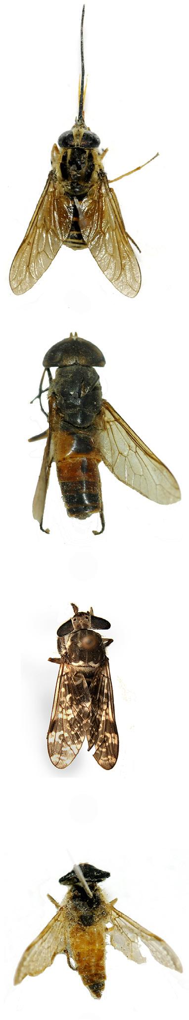 Tabanid flies from Chhattisgarh A. Raha A C A B C D E F G H B D Image 2. Wings of the tabanids identified in the present study.