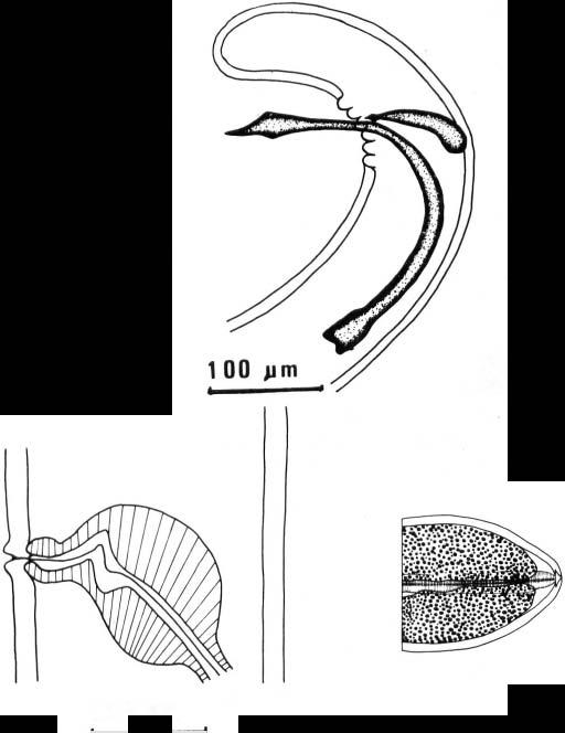 ew of ovijector. Ventral view of anterior end of female. described by Breinl et al. (1913) are very similar to the sheathed larvae dissected from O.