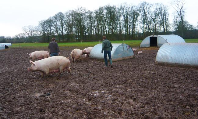 Issues Swine brucellosis in EU main features