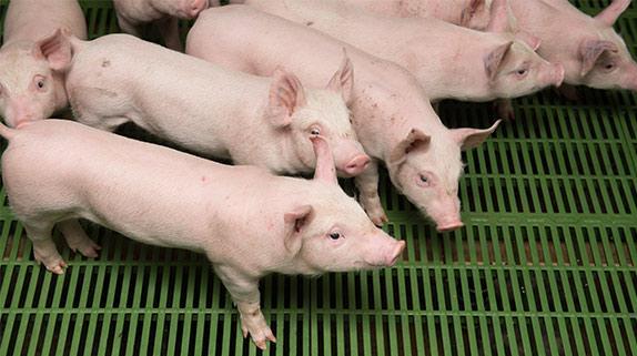suis biovar 2 in Europe Domestic pigs Wildlife