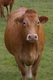 CLINICAL SYMPTOMS 2000 2009 2014 2004 2005 2012 Other cases in cattle described recently in