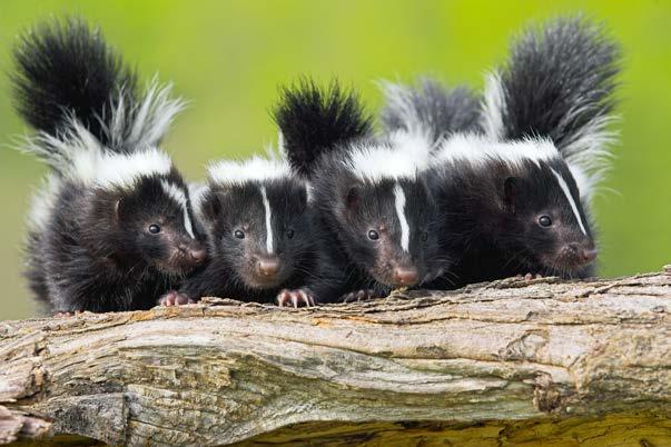 You are a striped skunk. Table of Contents Nobody Likes You!...4 What Kind of Animal?...6 Why You Stink...8 Skunk Homes.