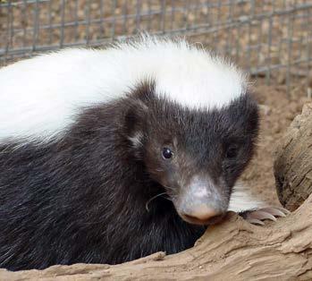 Do You Know? Not all skunks are black and white.