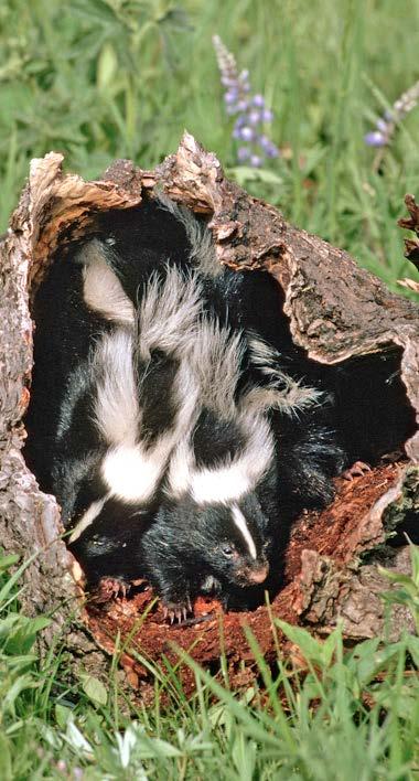 Skunk Homes Your home is called a den. You might make your home inside a hollow log. Many of your cousins live in underground burrows. If you live near people, you may live under a house.