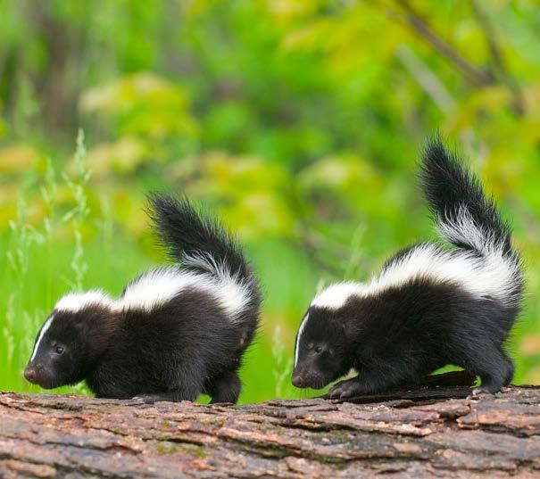 These kits are learning about the world around them. These skunk babies are less than a week old. 13 14 You stay in your den with your kits for about six weeks.