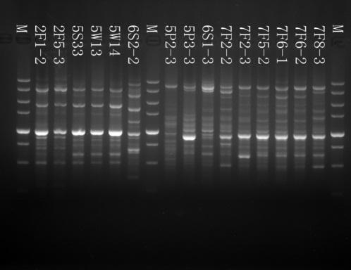 Viable region (bp) Gene cassettes A 1 >2000 aac(6 )-II+blaOXA-21+cat3 B 12 2000 drfa12+orff+aada2 C 2 2000/ 900/750 drfa12+orff+aada2/