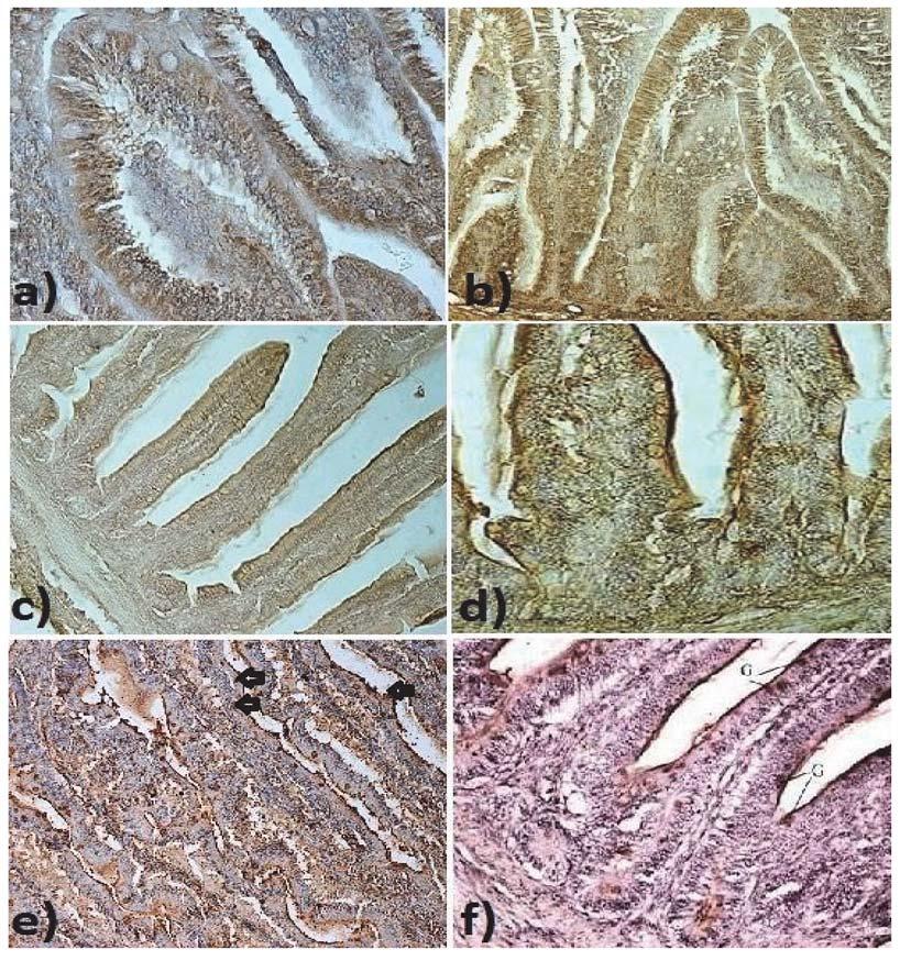 Hussar P. et al. Figure 2. Duodenum: a) Weak staining for GLUT-2 in epithelium of duodenal mucosa of ostriches after hatching. Note the unstained goblet cells in the epithelium.