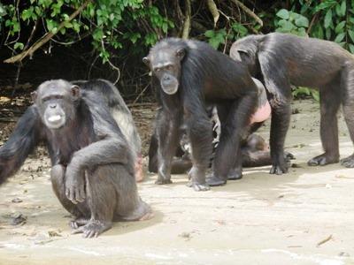 The Abandoned Chimpanzees in Liberia The New York Blood Center (NYBC)