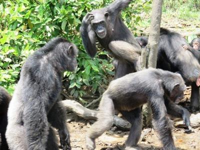 previous promises that it would provide the chimpanzees with lifetime