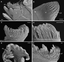 MYRIAPOD PHYLOGENY AND THE RELATIONSHIPS OF CHILOPODA / 149 like series of lamellae is likewise lacking in Crustacea.
