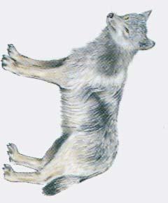 Yellow-gray dog has a bushy, black-tipped tail.