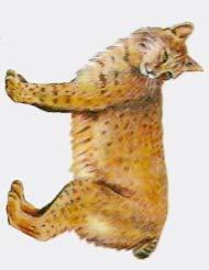 Bobcat - Lynx rufus to 4 ft.