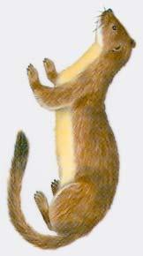 P AGE 4 Long-tailed Weasel - Mustela frenata to 21 in