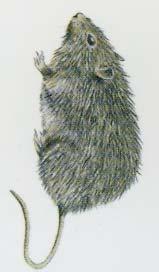 House Mouse - Mus musculus to 8 in.