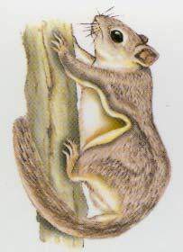 Chipmunk-like, ground-dwelling squirrel has light