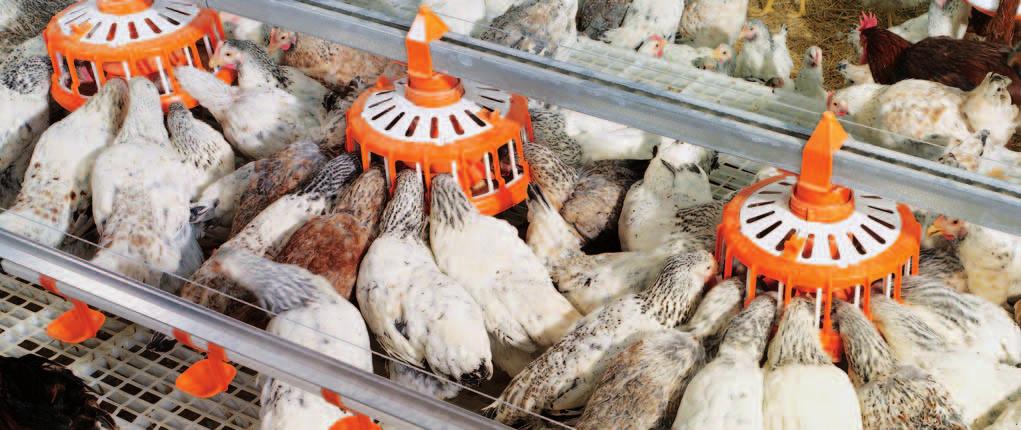 => provides good access to the feed for day old chicks in day-old-to-death production => ideally suited for all breeds in suspended position the feed pan is not flooded => low feed level simple,