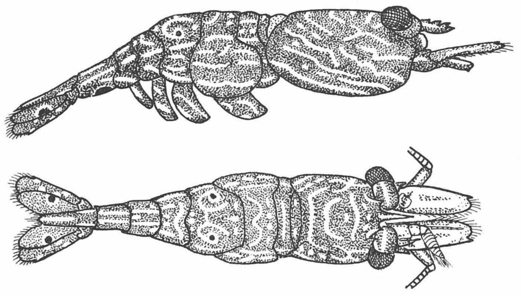 BRUCE, SHRIMPS FROM KENYA 57 Fig. 21. Thor spinosus Boone, colour pattern. ventral spot is also present on the sixth abdominal segment.
