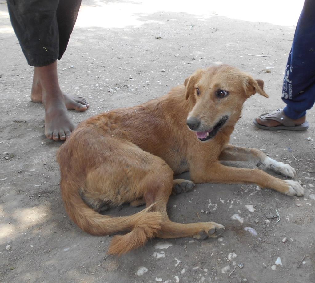 One of the dogs we treated out in our latest visit to the villages in August.