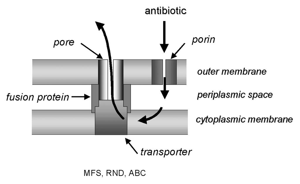 Antibiotic transport