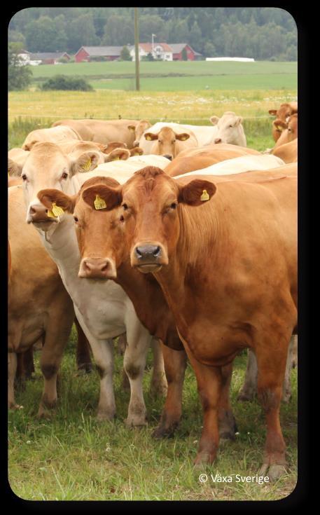 Control in cattle herds Compulsory part investigations upon clinical suspicion Sampling from postmortem investigations All imported animals are sampled When Salmonella is confirmed on a farm, the